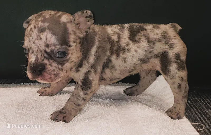 Ash – French Bulldog puppy for sale in Howard Lake, MN