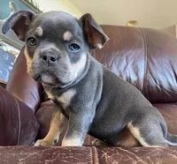 Tinker Bell, a female French Bulldog for sale in Howard Lake, MN – 8 of 9