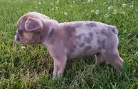 Sunny, a male French Bulldog for sale in Howard Lake, MN – 7 of 10