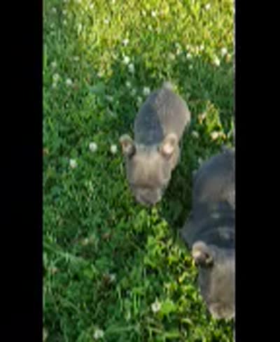 Slate, a male French Bulldog for sale in Howard Lake, MN – 9 of 9