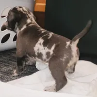 Violet, a female French Bulldog for sale in Howard Lake, MN – 4 of 6