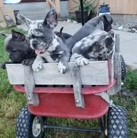 Violet, a female French Bulldog for sale in Howard Lake, MN – 4 of 10