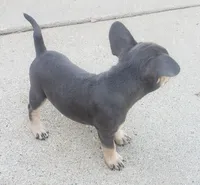 Tinker Bell, a female French Bulldog for sale in Howard Lake, MN – 2 of 9