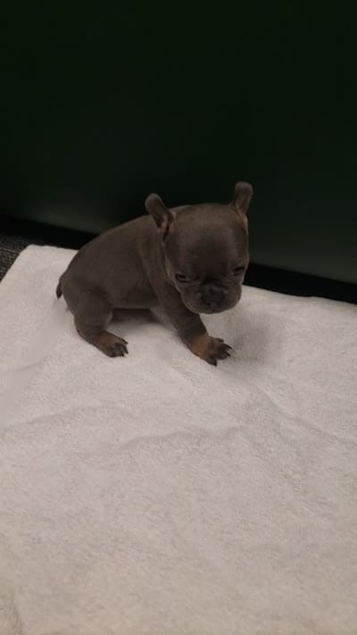 Bella, a female French Bulldog for sale in Howard Lake, MN – 3 of 6