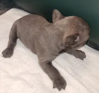 Slate, a male French Bulldog for sale in Howard Lake, MN – 2 of 3