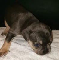 Tinker Bell, a female French Bulldog for sale in Howard Lake, MN – 3 of 6