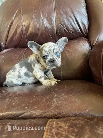 Bella – French Bulldog puppy for sale in Howard Lake, MN