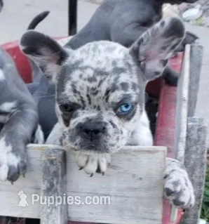 Coral – French Bulldog puppy for sale in Howard Lake, MN