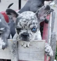Coral, a female French Bulldog for sale in Howard Lake, MN – 2 of 9