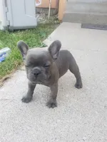 Slate, a male French Bulldog for sale in Howard Lake, MN – 6 of 9