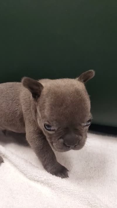 Slate, a male French Bulldog for sale in Howard Lake, MN – 3 of 3