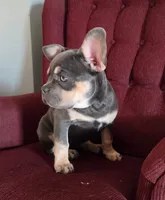 Tinker Bell, a female French Bulldog for sale in Howard Lake, MN – 10 of 10