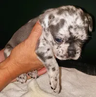 Violet, a female French Bulldog for sale in Howard Lake, MN – 5 of 6