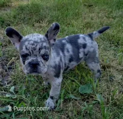 Coral – French Bulldog puppy for sale in Howard Lake, MN