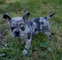 Coral, a female French Bulldog for sale in Howard Lake, MN – 3 of 9