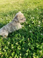 Sunny, a male French Bulldog for sale in Howard Lake, MN – 8 of 10