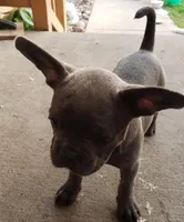 Cali, a female French Bulldog for sale in Howard Lake, MN – 5 of 6