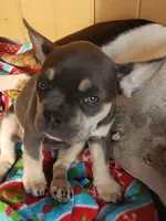Tinker Bell, a female French Bulldog for sale in Howard Lake, MN – 9 of 10