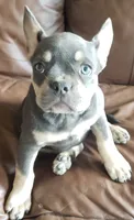 Tinker Bell, a female French Bulldog for sale in Howard Lake, MN – 2 of 10