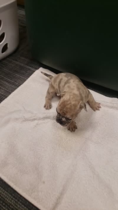 Honey, a female French Bulldog for sale in Howard Lake, MN – 6 of 6