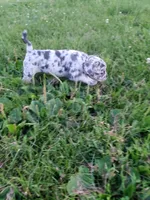 Bella, a female French Bulldog for sale in Howard Lake, MN – 2 of 7