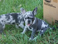 Violet, a female French Bulldog for sale in Howard Lake, MN – 3 of 10