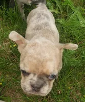 Sunny, a male French Bulldog for sale in Howard Lake, MN – 3 of 10