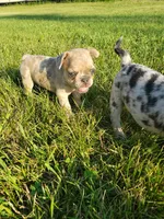 Sunny, a male French Bulldog for sale in Howard Lake, MN – 10 of 10