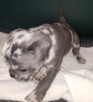 Violet, a female French Bulldog for sale in Howard Lake, MN – 2 of 6