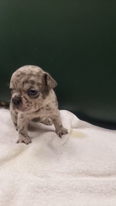 Coral, a female French Bulldog for sale in Howard Lake, MN – 4 of 6