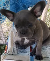 Cali, a female French Bulldog for sale in Howard Lake, MN – 4 of 6