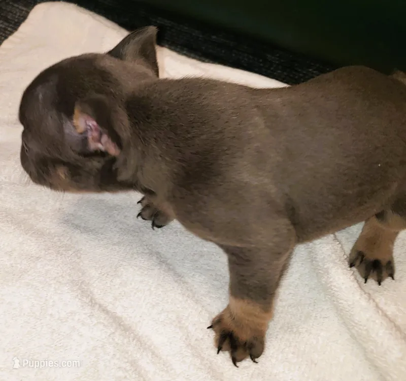 Bella – French Bulldog puppy for sale in Howard Lake, MN