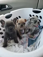 Slate, a male French Bulldog for sale in Howard Lake, MN – 5 of 9