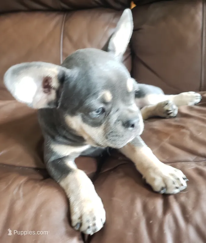 Tinker Bell – French Bulldog puppy for sale in Howard Lake, MN