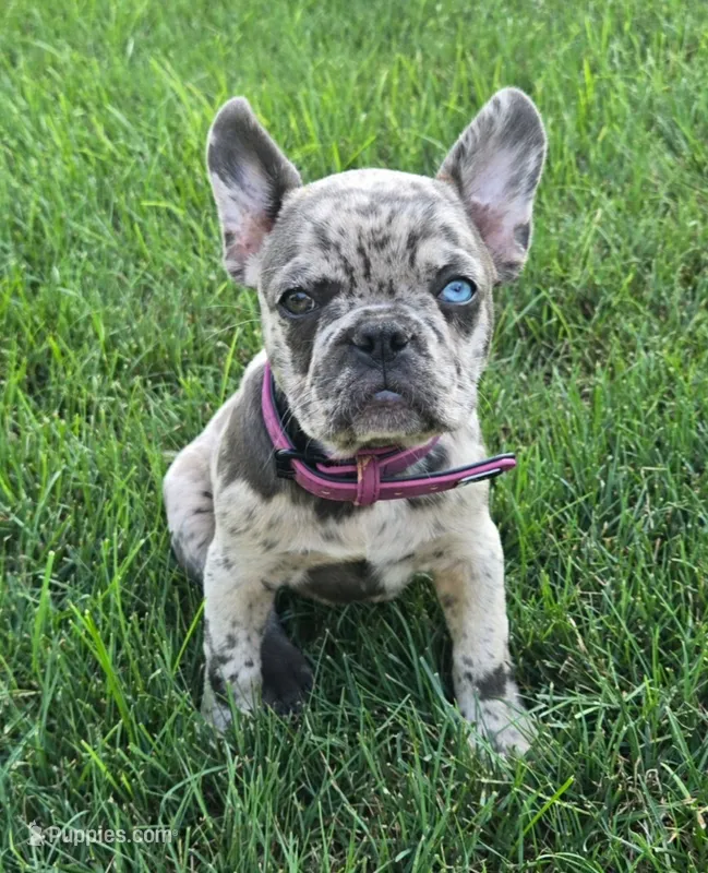 Coral – French Bulldog puppy for sale in Howard Lake, MN
