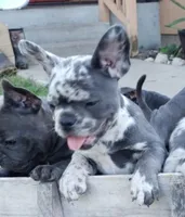 Violet, a female French Bulldog for sale in Howard Lake, MN – 1 of 10
