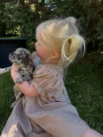 Coral, a female French Bulldog for sale in Howard Lake, MN – 7 of 9