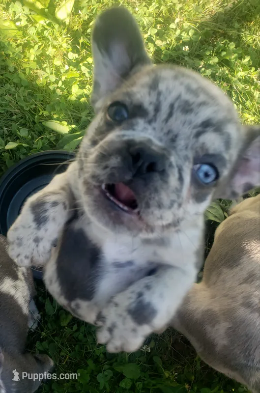 Coral – French Bulldog puppy for sale in Howard Lake, MN
