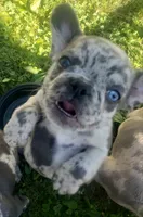 Coral, a female French Bulldog for sale in Howard Lake, MN – 1 of 9