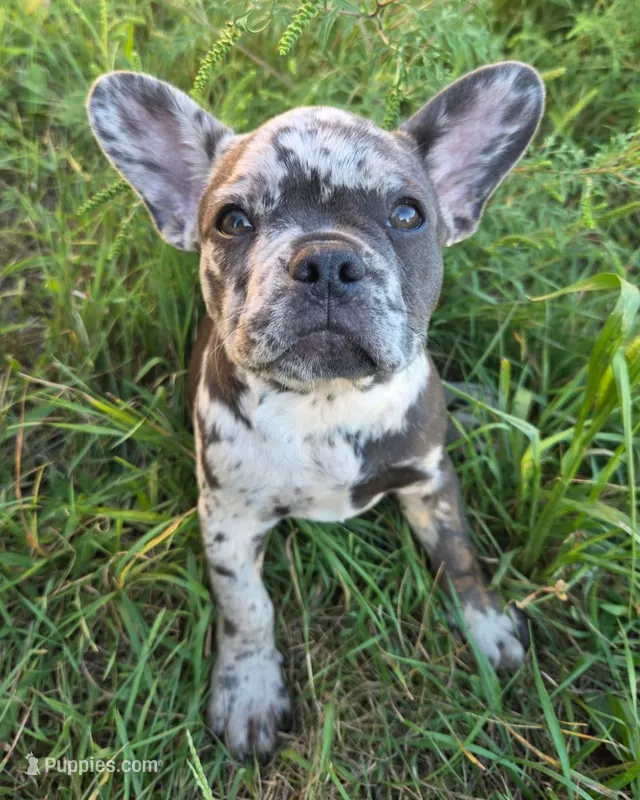 Violet – French Bulldog puppy for sale in Howard Lake, MN