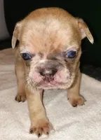 Cheetah , a male French Bulldog for sale in Howard Lake, MN – 3 of 6