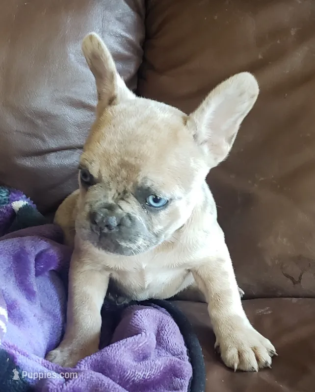 Honey – French Bulldog puppy for sale in Howard Lake, MN