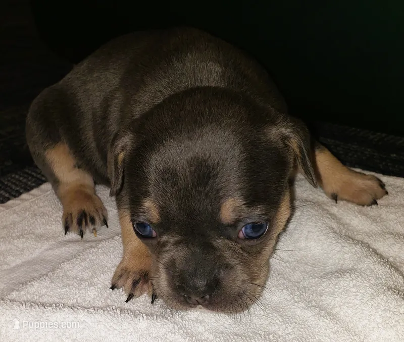 Tinker Bell – French Bulldog puppy for sale in Howard Lake, MN
