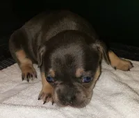 Tinker Bell, a female French Bulldog for sale in Howard Lake, MN – 1 of 6
