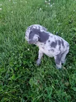 Bella, a female French Bulldog for sale in Howard Lake, MN – 3 of 7