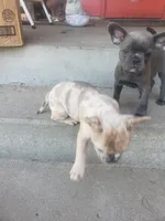 Slate, a male French Bulldog for sale in Howard Lake, MN – 7 of 9