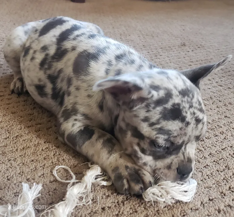 Bella – French Bulldog puppy for sale in Howard Lake, MN