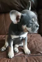 Tinker Bell, a female French Bulldog for sale in Howard Lake, MN – 4 of 10