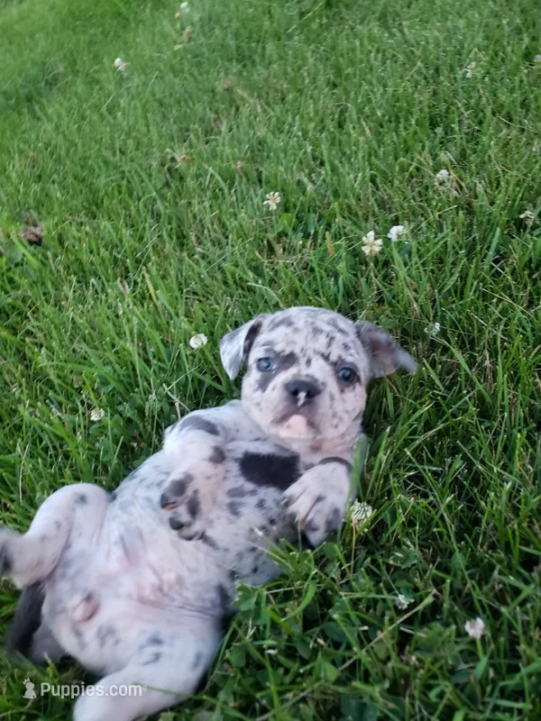 Bella – French Bulldog puppy for sale in Howard Lake, MN
