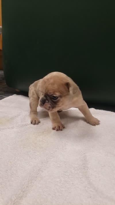 Cheetah , a male French Bulldog for sale in Howard Lake, MN – 4 of 6